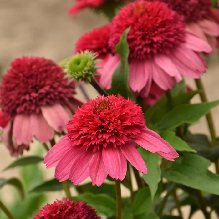 Echinacea Double Dipped® Watermelon Sugar PP35809
