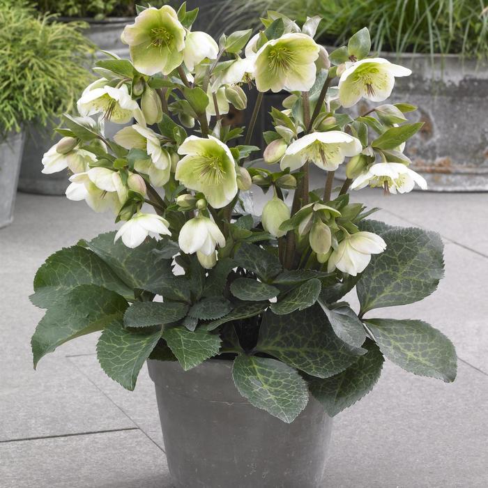 Helleborus Frostkiss® Molly's White