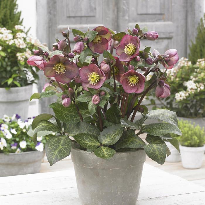 Helleborus Frostkiss® Pippa's Purple