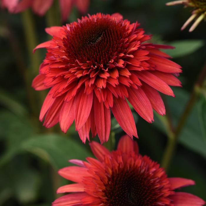 Echinacea Double Scoop™ Raspberry Deluxe
