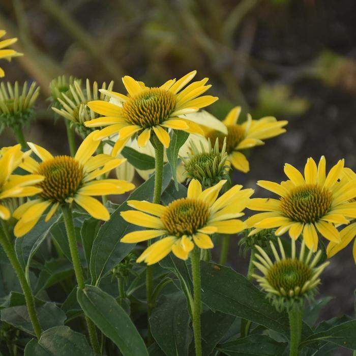Echinacea Eye-Catcher® Canary Feathers PP32653