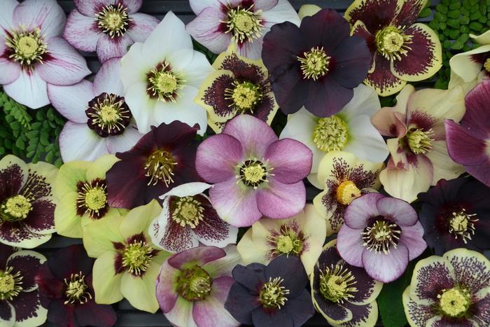 Helleborus Honeymoon® Series-Mixed