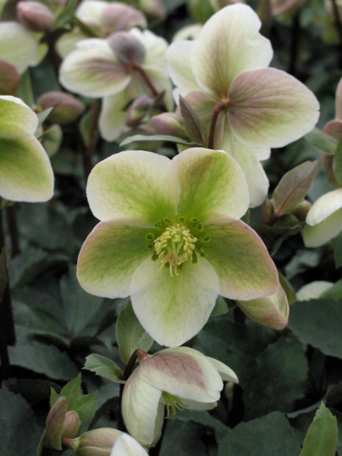 Helleborus Ivory Prince PP16199