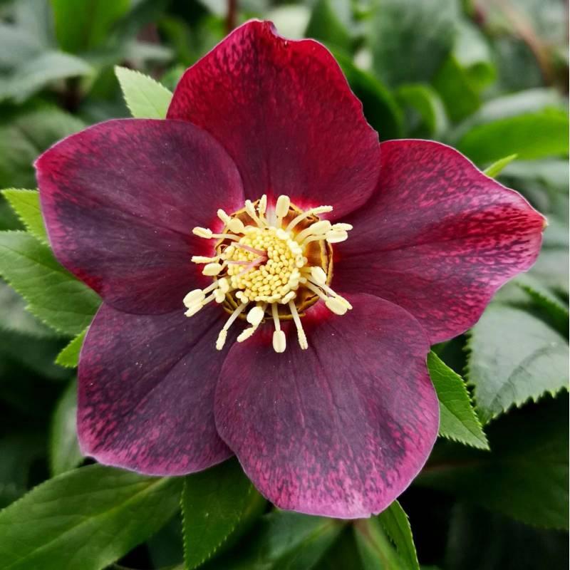 Helleborus Victoria