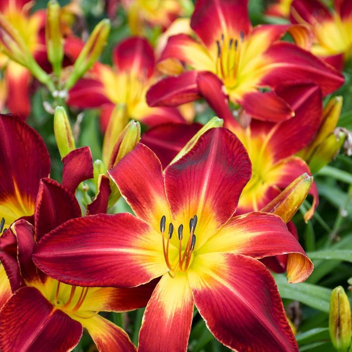 Hemerocallis Rainbow Rhythm® Ruby Spider