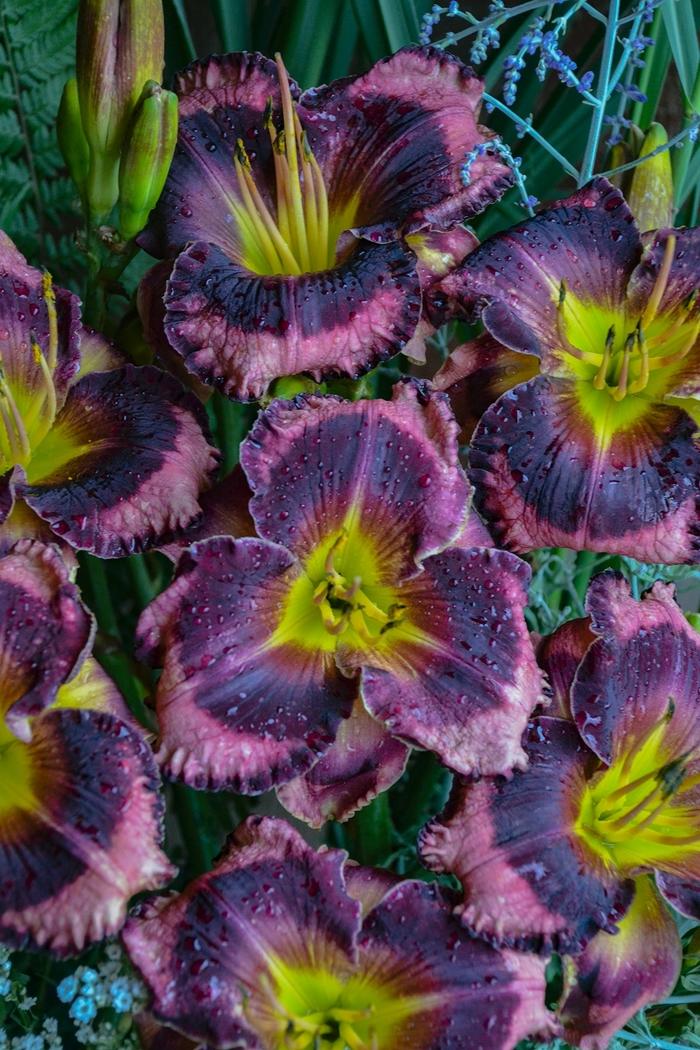 Hemerocallis Rainbow Rhythm® Storm Shelter