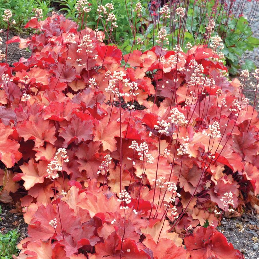 Heuchera City™ Rio PP24273