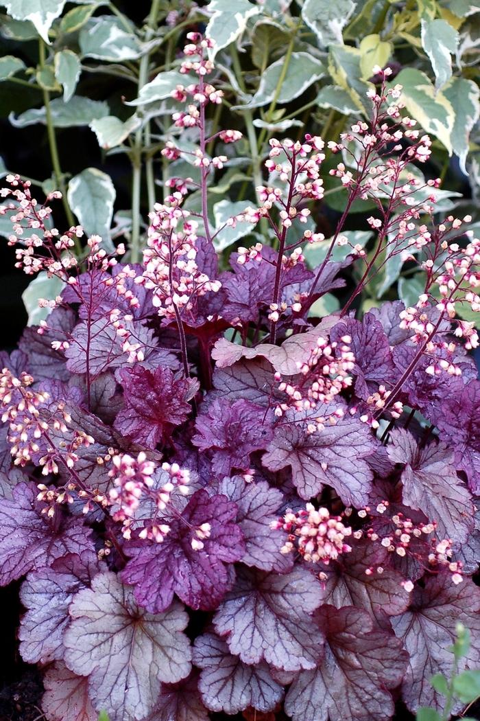 Heuchera City™ Shanghai PP21859