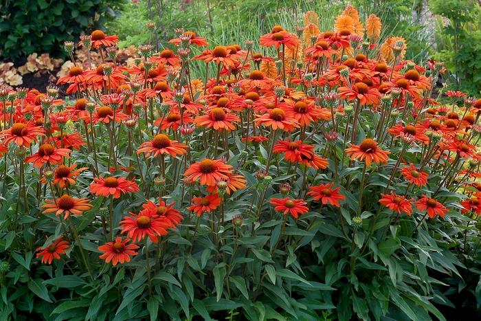 Echinacea Kismet® Intense Orange PP28769