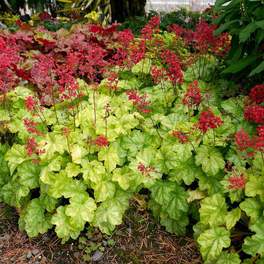 Heuchera City™ Tokyo PP27363