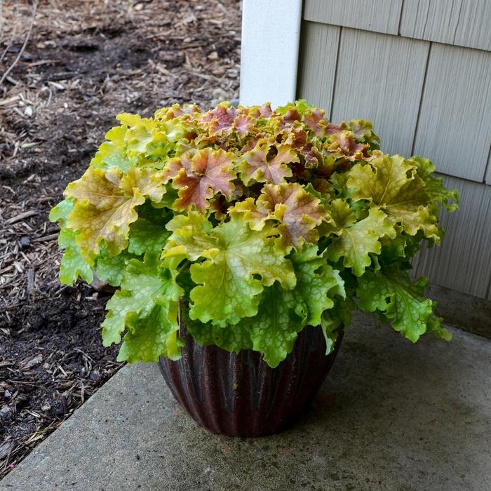 Heuchera Dolce® Apple Twist