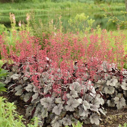 Heuchera Dolce® Silver Gumdrop