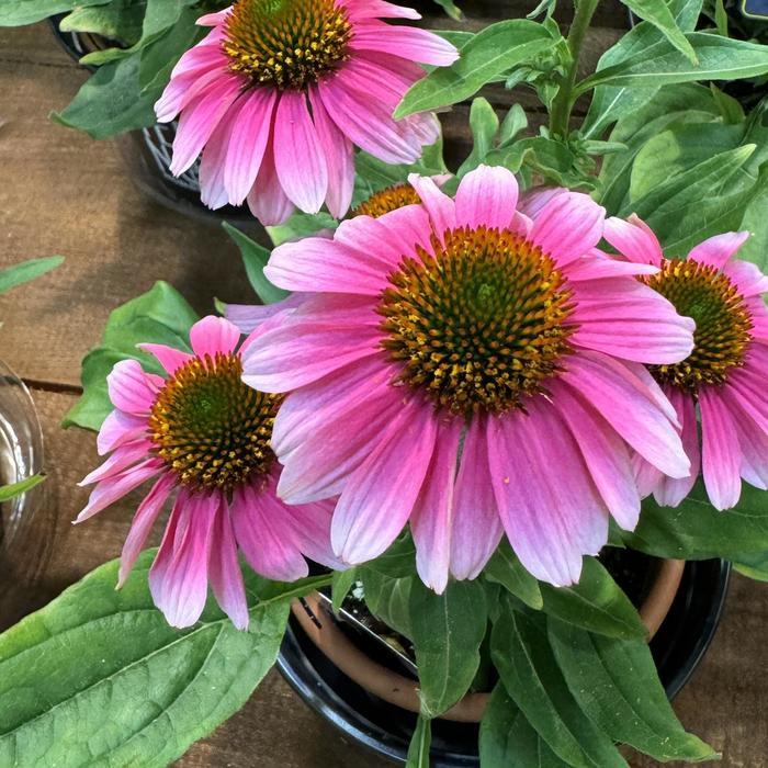 Echinacea French Tips
