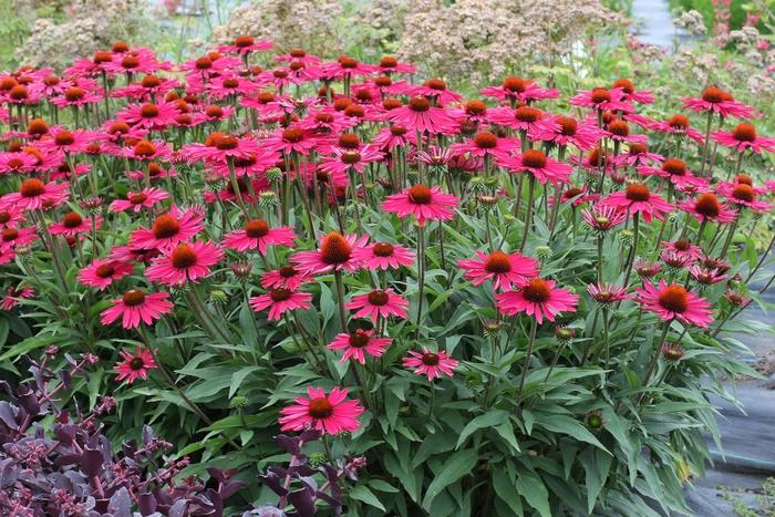 Echinacea Kismet® Raspberry PP28768