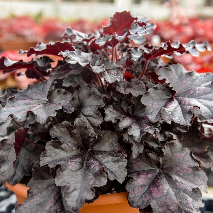 Heuchera Dolce® Sultry Night PPAF