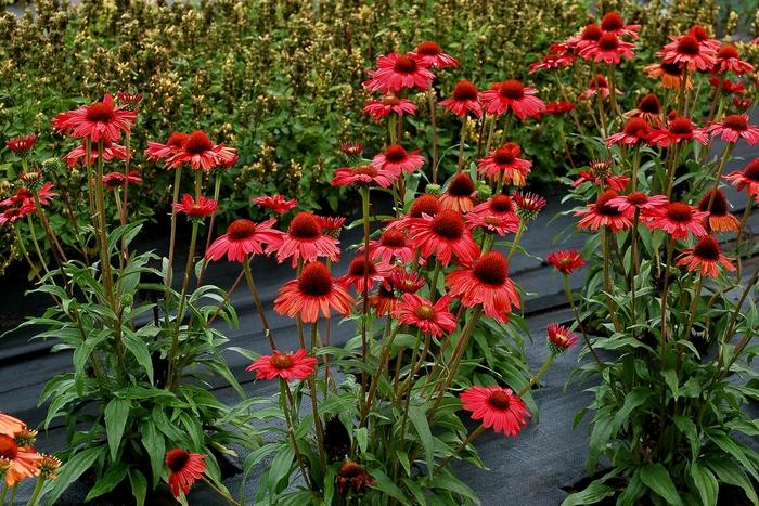Echinacea Kismet® Red PP29743