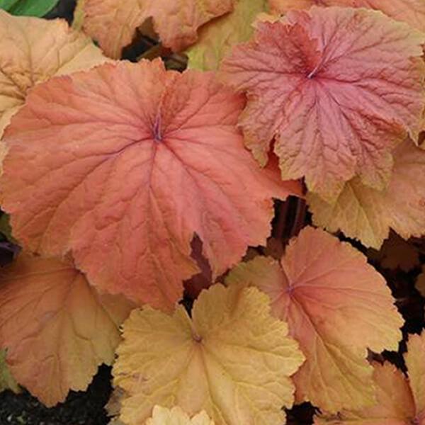 Heuchera Mega Caramel®
