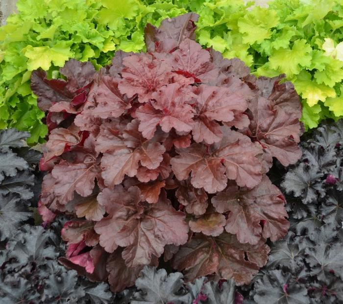 Heuchera Primo® Mahogany Monster