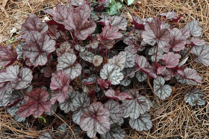 Heuchera Silver Scrolls