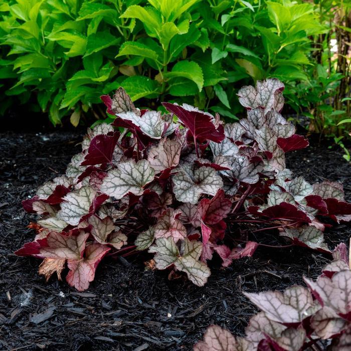Heuchera Spice Curls™ PPAF