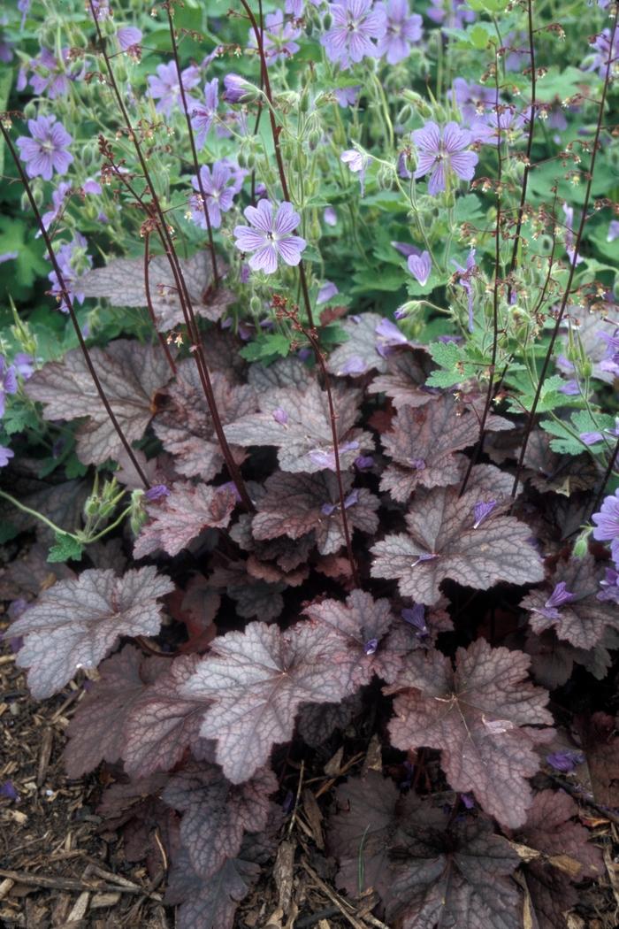 Heuchera americana Plum Pudding