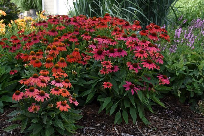 Echinacea Summersong® Firefinch™