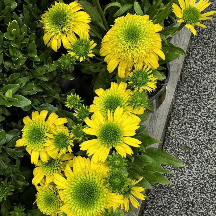 Echinacea Sunny Days™ Lemon PP33471