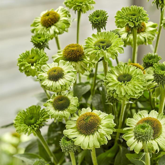 Echinacea Sunseekers® Apple Green