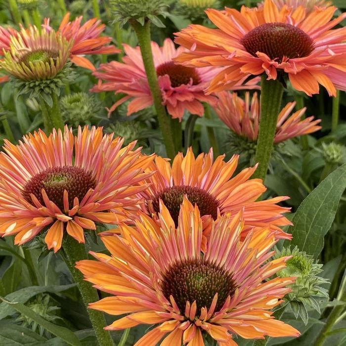 Echinacea SunSeekers® Rainbow