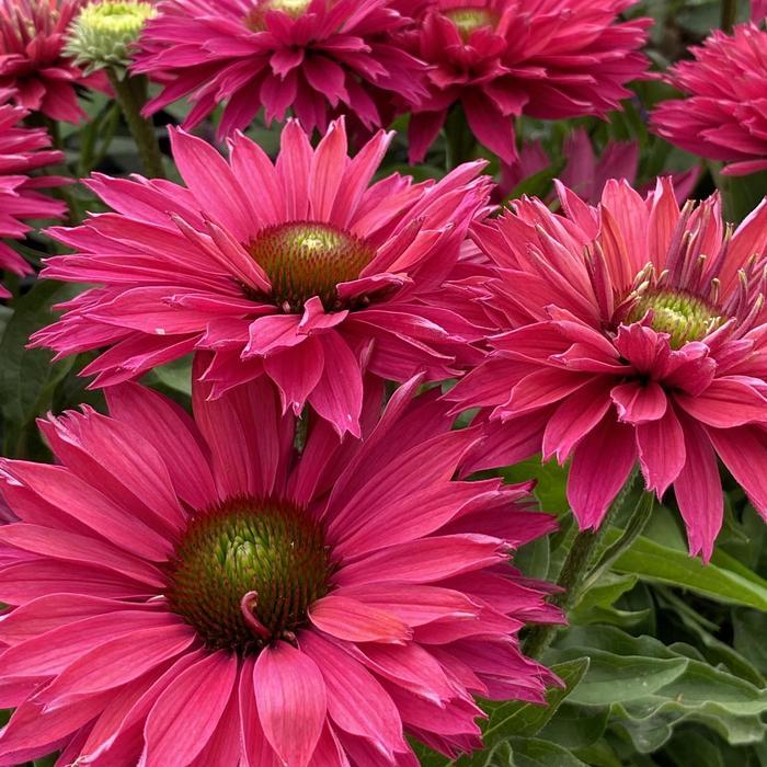 Echinacea SunSeekers® Sweet Fuchsia PP35709