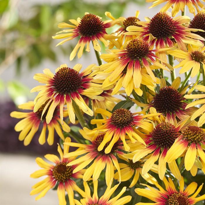 Echinacea SunSeekers® Tequila Sunrise PP34433