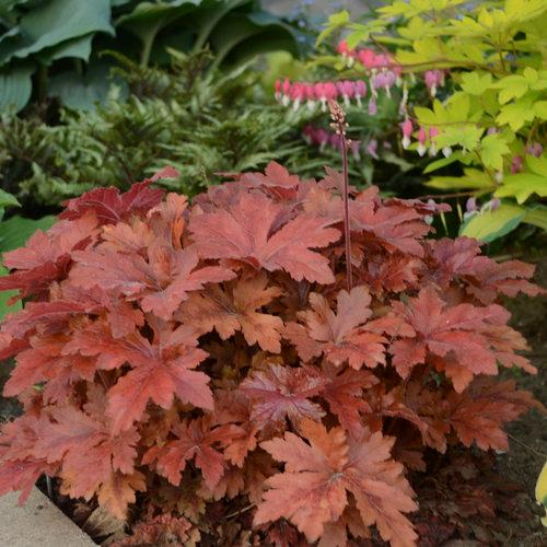 Heucherella Fun and Games® Hopscotch