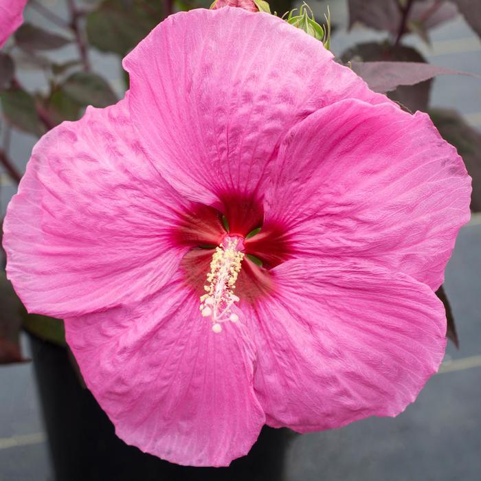 Hibiscus Head Over Heels® Passion