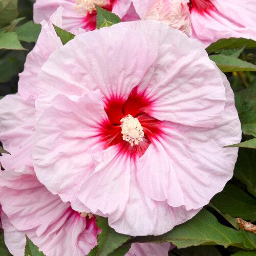 Hibiscus Summerific® All Eyes on Me