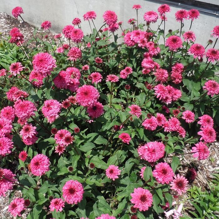 Echinacea purpurea Lovely Lolly