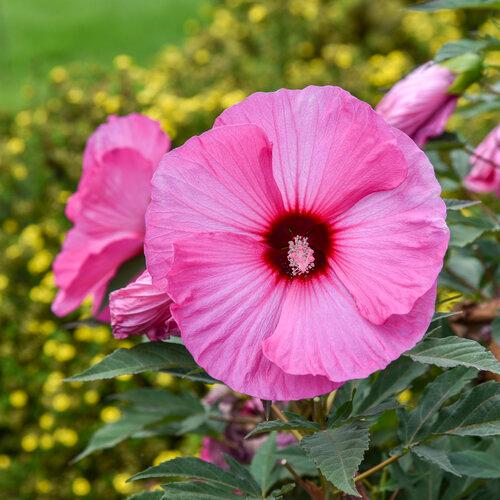 Hibiscus Summerific® Candy Crush