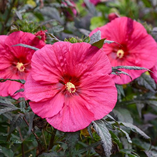 Hibiscus Summerific® Evening Rose