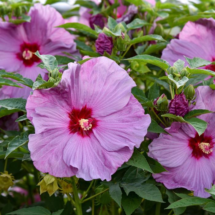 Hibiscus Summerific® Lilac Crush
