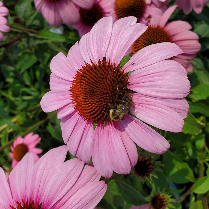 Echinacea purpurea Prairie Splendor™
