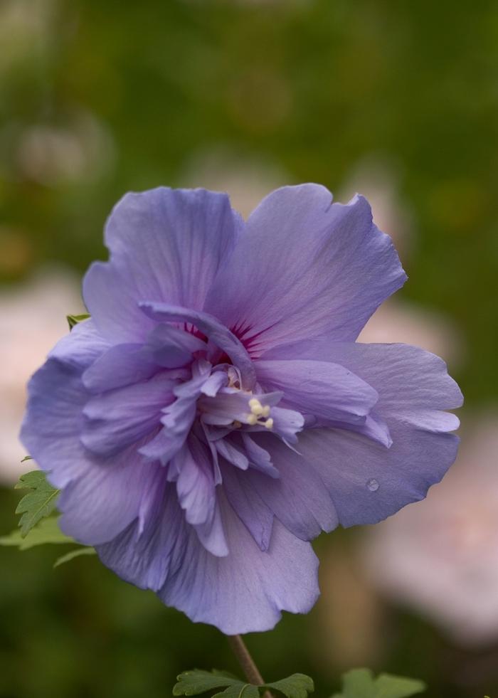 Hibiscus syriacus Blue Chiffon® PP20574