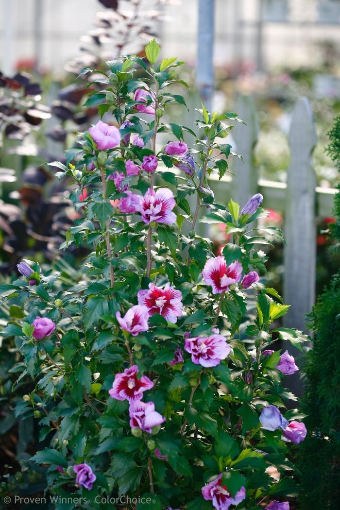 Hibiscus syriacus Purple Pillar® Tree