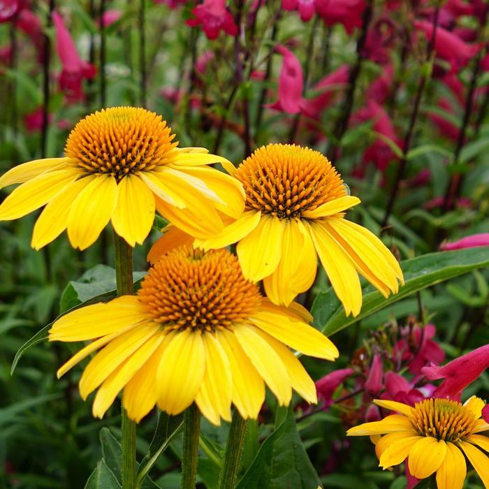 Echinacea x hybrida Sombrero ® Lemon Yellow Improved