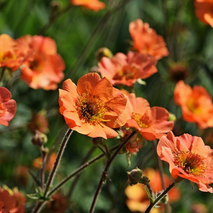 Geum Totally Tangerine
