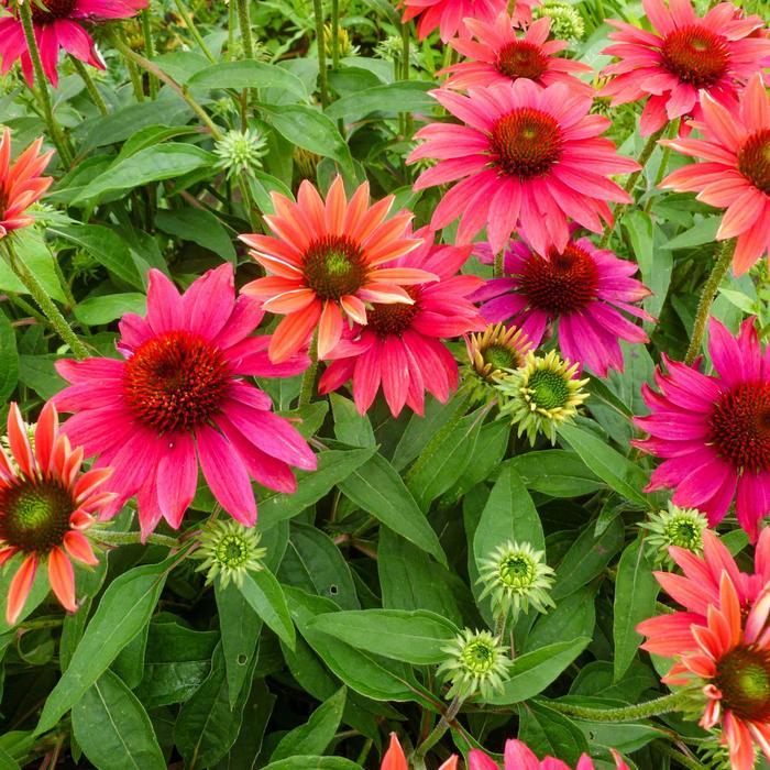Echinacea x hybrida Sombrero™ Tres Amigos