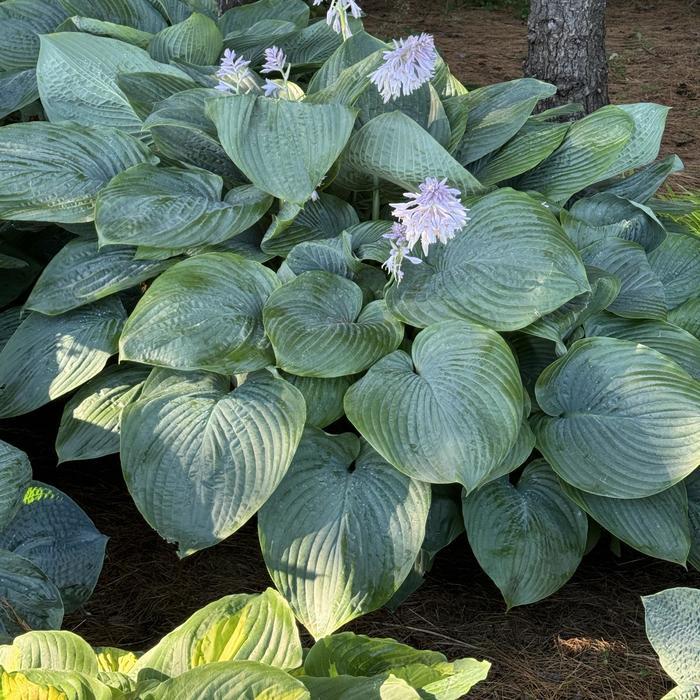 Hosta Shadowland® Empress Wu