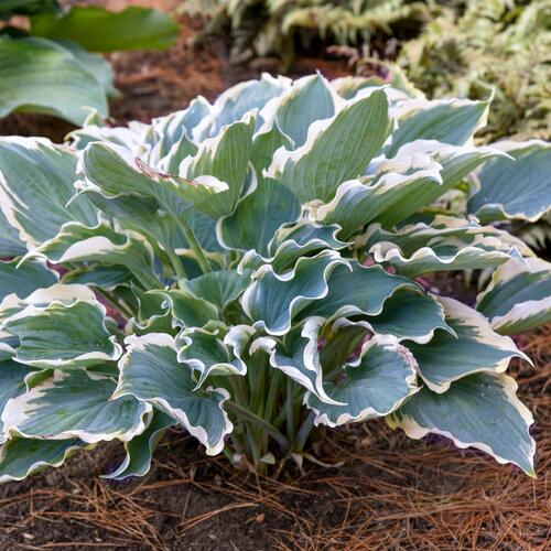 Hosta Shadowland® Hope Springs Eternal
