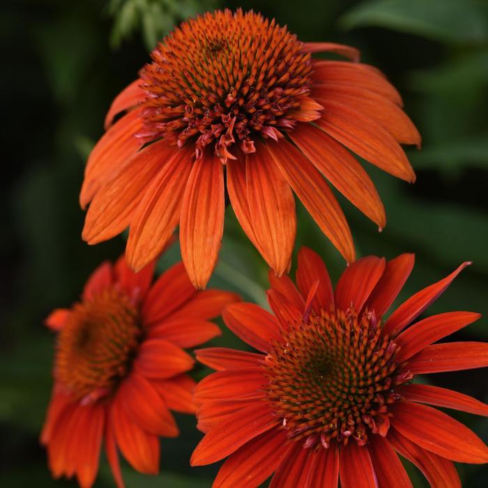 Echinacea x hybrida Sombrero® Fiesta Orange