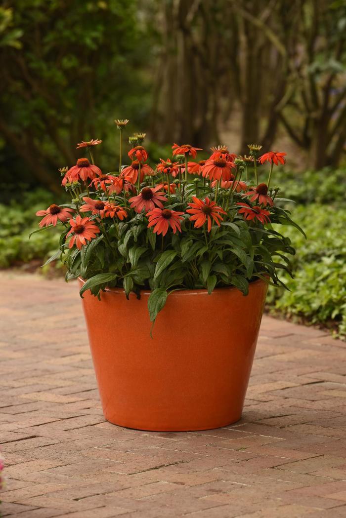 Echinacea x hybrida Sombrero® Mandarin Mambo