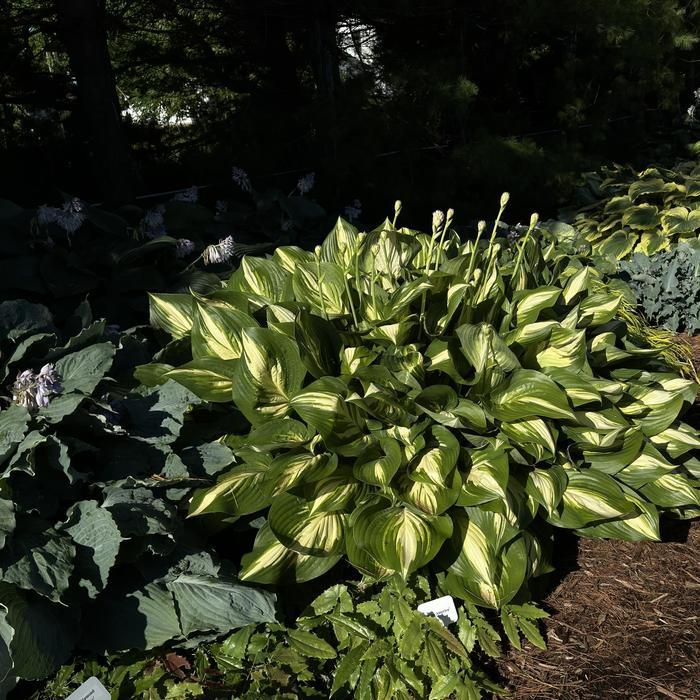 Hosta Shadowland® Miss America