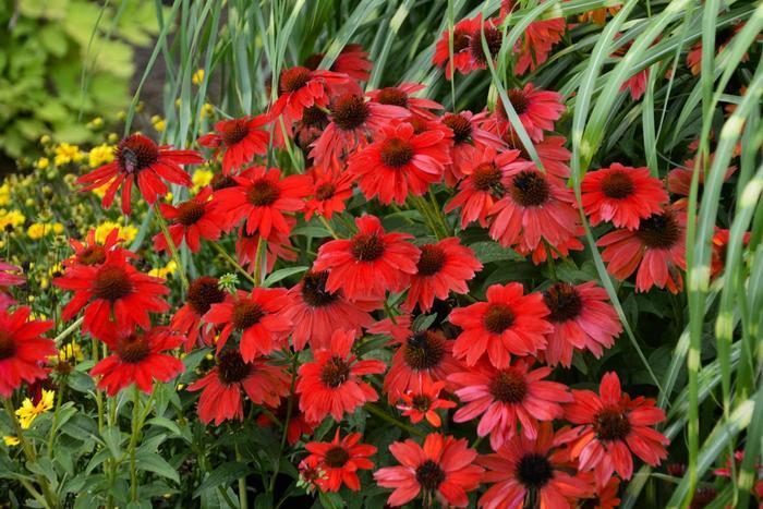 Echinacea x hybrida Sombrero® Salsa Red